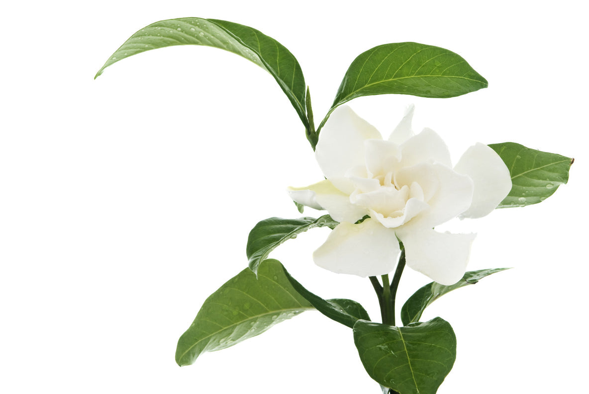 Gardenia | Scented Candle | A Rich Green Floral Scent