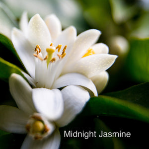 Midnight Jasmine  | Tin Scented Candle | Wooden Wick