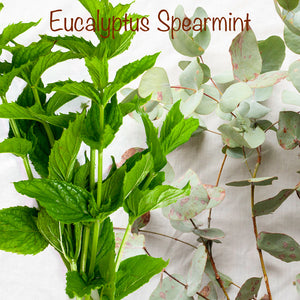 Eucalyptus Spearmint | Scented Tin Candles | Wooden Wick