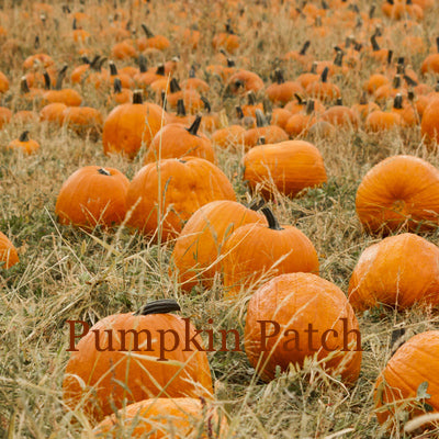 Pumpkin Patch | Scented Candle | Warm and inviting